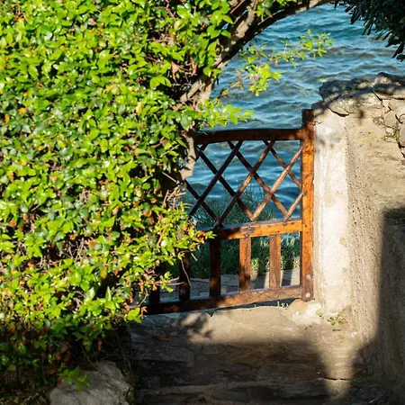 Lazulino By Klodge Olbia